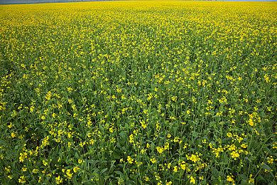 纪念《最终幻想7：重生》发售 CG电影《最终幻想7：圣子降临》4K重制版将在日本重映